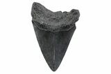 Fossil Megalodon Tooth - South Carolina #362188-1